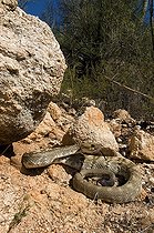 Biosphoto | 1250078 | Crotale à queue noire du nord Santa Catalina mountains USA | &copy; Daniel Heuclin / Biosphoto