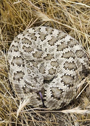 Biosphoto | 2434073 | Crotale de l'Ouest (Crotalus oreganus), Carrizo Plain National Monument, San Luis Obispo County, Californie | &copy; Stuart Wilson / Biosphoto