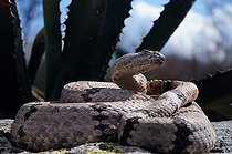 Biosphoto | 1250366 | Crotale des rochers rayé sur rocher Chiricahua mountains USA | &copy; Daniel Heuclin / Biosphoto
