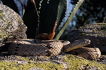 Biosphoto | 1250369 | Crotale des rochers rayé sur rocher Chiricahua mountains USA | &copy; Daniel Heuclin / Biosphoto
