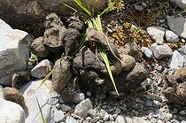 Biosphoto | 1249094 | Crottes de Loup PN du Mercantour Alpes France | &copy; Jean-Luc Guet / Biosphoto