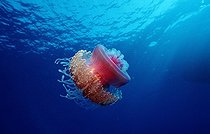 Biosphoto | 318469 | Crown Jellyfish swimming in the Red Sea Egypt | &copy; Reinhard Dirscherl / Biosphoto