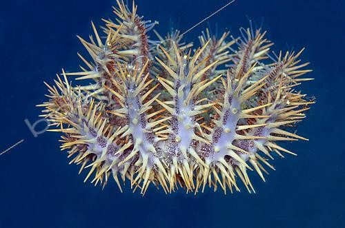 Biosphoto | 2485006 | Crown-of-thorns Seastar (Acanthaster planci), predator of scleractinian corals, Underwater Temple dive site, Pemuteran, Buleleng Regency, Bali, Indonesia | &copy; Colin Marshall / Biosphoto