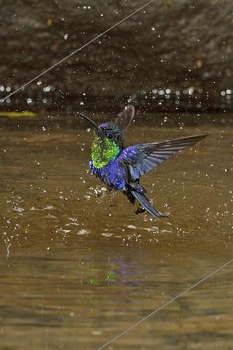 Biosphoto | 2413874 | Crowned Woodnymph (Thalurania colombica) bathing , Costa Rica | &copy; Glenn Bartley / BIA / Biosphoto