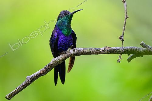 Biosphoto | 2607015 | Crowned Woodnymph (Thalurania colombica), Bocas del Toro Panama | &copy; Régis Cavignaux / Biosphoto