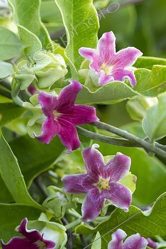 Biosphoto | 2090360 | Cruel vine (Araujia sericifera) flowers | &copy; Frédéric Tournay / Biosphoto