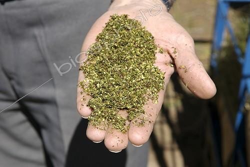 Biosphoto | 553366 | Crushed Rooibos tea in hand South Africa ; Clanwilliam area. | &copy; Muriel Hazan / Biosphoto