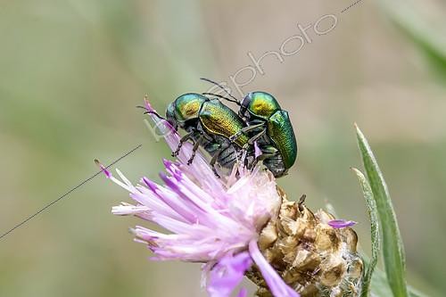 Biosphoto | 2525966 | Cryptocéphales (Cryptocephalus sp.), accouplement sur Centaurée (Centaurea sp.), Gard, France | &copy; Marie Aymerez / Biosphoto