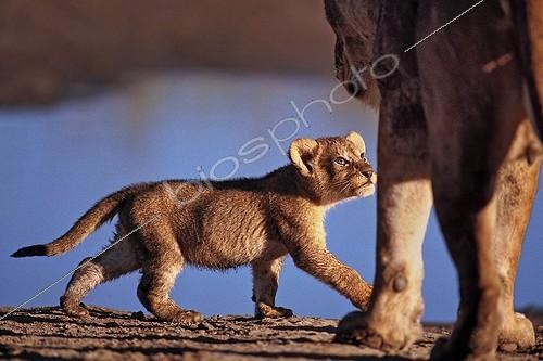 Biosphoto | 751894 | Cub walking and watching her mother Tanzania  | &copy; Michel Bureau / Biosphoto