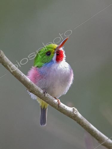 Biosphoto | 2409945 | Cuban Tody (Todus multicolor) perched on a branch, Cuba | &copy; David Williams / BIA / Biosphoto