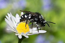 Biosphoto | 2453728 | Cuckoo Bee (Melecta luctuosa) female on Lawndaisy, Vosges du Nord Regional Nature Park, France | &copy; Michel Rauch / Biosphoto