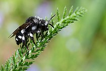 Biosphoto | 2453729 | Cuckoo Bee (Melecta luctuosa) female, Vosges du Nord Regional Nature Park, France | &copy; Michel Rauch / Biosphoto