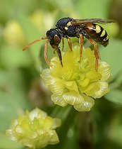 Biosphoto | 2089554 | Cuckoo bee (Nomada fucata) foraging a Lesser trefoil (Trifolium dubium), Regional Natural Park of the Vosges du Nord, France | &copy; Michel Rauch / Biosphoto