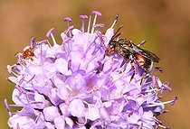 Biosphoto | 2438576 | Cuckoo Bee (Nomada pleurosticta) female, Regional Natural Park of Vosges du Nord, France | &copy; Michel Rauch / Biosphoto