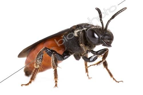 Biosphoto | 989906 | Cuckoo bee Provence France | &copy; Michel Gunther / Biosphoto