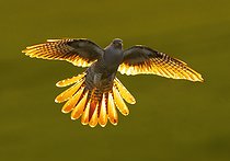 Biosphoto | 2601876 | Cuckoo (Cuculus canorus) in flght at sunset, England | &copy; Frédéric Desmette / Biosphoto