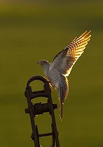 Biosphoto | 2601874 | Cuckoo (Cuculus canorus) landing on a post, England | &copy; Frédéric Desmette / Biosphoto