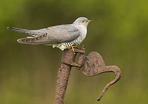 Biosphoto | 2601878 | Cuckoo (Cuculus canorus) perched on a piece of steel, England | &copy; Frédéric Desmette / Biosphoto