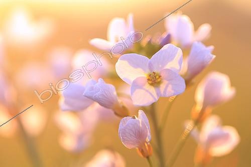 Biosphoto | 2619559 | Cuckoo flowers (Cardamine pratensis) in a wet meadow, France. | &copy; Christophe Perelle / Biosphoto