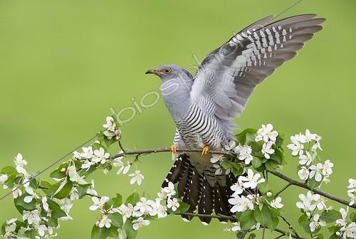 Biosphoto | 1992996 | Cuckoo perched in a blooming tree at spring - GB | &copy; Frédéric Desmette / Biosphoto