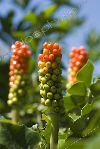 Biosphoto | 1255454 | Cuckoo Pint berries after the fall of spadix France | &copy; Marc Chatelain / Biosphoto