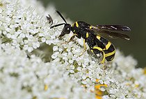 Biosphoto | 2484919 | Cuckoo wasp (Leucospis dorsigera) on wild carrot (Daucus carotta) flowers, Vosges du Nord Regional Nature Park, France | &copy; Michel Rauch / Biosphoto