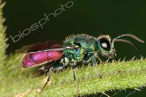 Biosphoto | 472463 | Cuckoo Wasp Midi-Pyrénées France | &copy; Jacques Rosès / Biosphoto
