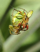 Biosphoto | 2069463 | Cucumber green Spider (Araniella cucurbitina) mating, Northern Vosges Regional Nature Park, France | &copy; Michel Rauch / Biosphoto