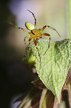 Biosphoto | 2069464 | Cucumber green Spider (Araniella cucurbitina) male on a leaf, Northern Vosges Regional Nature Park, France | &copy; Michel Rauch / Biosphoto