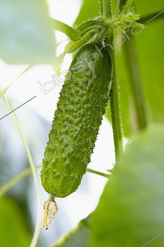 Biosphoto | 2108524 | Cucumis sativus Ardia | &copy; Visions Pictures / Biosphoto