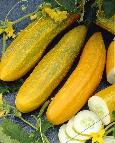 Biosphoto | 384071 | Cucumis sativus Cournichon de Bourbonne | &copy; Visions Pictures / Biosphoto