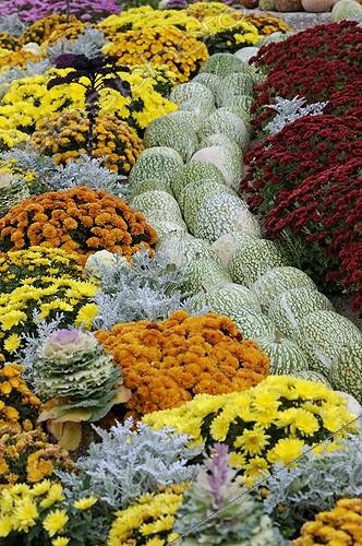 Biosphoto | 686123 | Cucurbits chrysantemi and cabbage in autumn Doubs  | &copy; Denis Bringard / Biosphoto