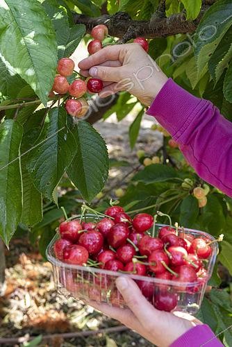 Biosphoto | 2449623 | Cueillette de cerises bigarreau 'Burlat', printemps, Pas de Calais, France | &copy; Yann Avril / Biosphoto