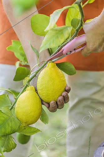 Biosphoto | 2435492 | Cueillette de citrons de la variété 'Lunario', à maturité | &copy; Jean-Michel Groult / Biosphoto