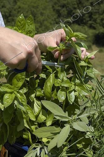 Biosphoto | 92677 | Cueillette du basilic en pot en juillet | &copy; NouN / Biosphoto