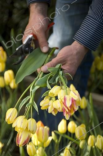 Biosphoto | 853395 | Cueilllette des Tulipes | &copy; Alexandre Petzold / Biosphoto