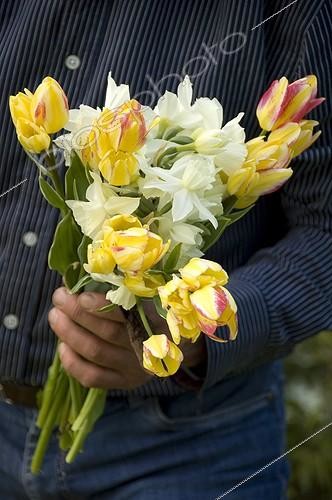 Biosphoto | 853397 | Cueilllette des Tulipes et élaboration d'un bouquet | &copy; Alexandre Petzold / Biosphoto