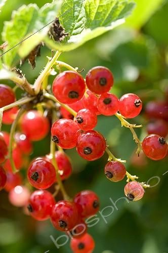 Biosphoto | 725063 | Cultivated currant 'Jonkheer Van Tests' in a kitchen garden | &copy; Frédéric Didillon / Biosphoto