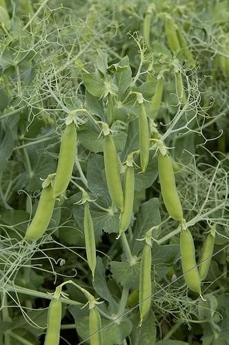 Biosphoto | 74504 | Culture de petits pois Seine-et Marne | &copy; Muriel Hazan / Biosphoto