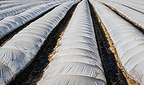 Biosphoto | 2575918 | Culture de salades plein champ et sous tunnel plastique, Maraicher Gaec Seuru, Champagne, Sarthe, Pays de la Loire, France | &copy; Michel Gile / Biosphoto