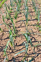Biosphoto | 2609007 | Culture des poireaux dans un jardin potager, Sarthe, France | &copy; Michel Gile / Biosphoto