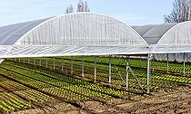 Biosphoto | 2575920 | Culture des salades sous serres plastiques géantes, Maraicher Gaec Seuru, Champagne, Sarthe, Pays de la Loire, France | &copy; Michel Gile / Biosphoto