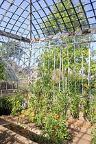 Biosphoto | 2609006 | Culture des tomates dans la grande serre en vitre du Jardin Potager de Bonnetable, Sarthe, France | &copy; Michel Gile / Biosphoto