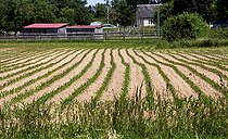 Biosphoto | 2575247 | Culture du mais au printemps, Sarthe, France | &copy; Michel Gile / Biosphoto