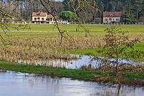 Biosphoto | 2575424 | Culture du Mais dans l'eau de la rivière de l'Huisne en crue, Champagne, Sarthe, France | &copy; Michel Gile / Biosphoto