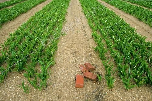 Biosphoto | 1897241 | Culture du Muguet de mai dans la région de Nantes France ; Plants de 2 ans | &copy; Paul-André Coumes  / Biosphoto