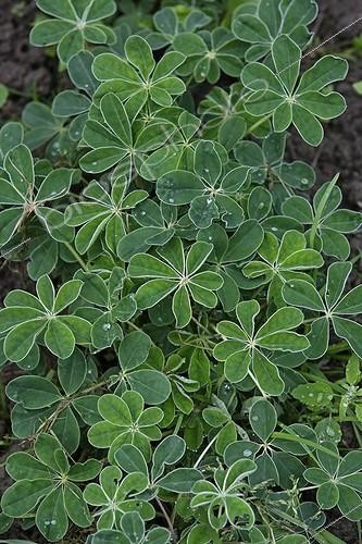 Biosphoto | 582779 | Culture Lupine biological Préaux of Perche France  ; Ceremony of the Bio | &copy; Vincent M. / Biosphoto