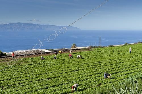 Biosphoto | 2155790 | Culture maraîchère du basilic, Tenerife, Islas Canarias, Espagna | &copy; Alain Kubacsi / Biosphoto