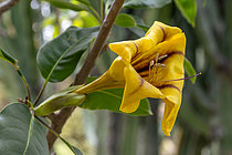 Biosphoto | 2608241 | Cup of Gold Vine (Solandra maxima) flower | &copy; Marie Aymerez / Biosphoto