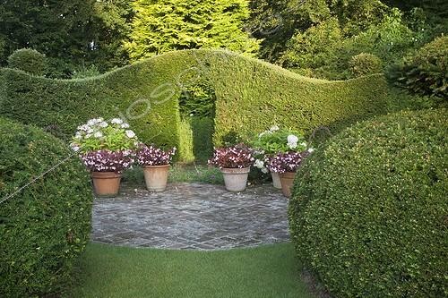 Biosphoto | 2024451 | Cupressocyparis hedge and box topiairies in a garden | &copy; Dominique Dumas / Biosphoto